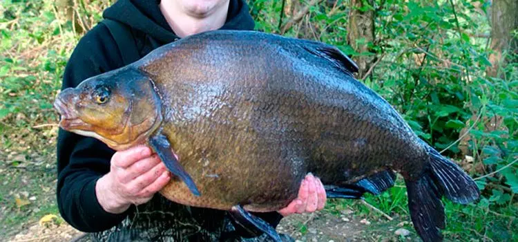 Catching a large bream on a bait: where to catch, the principle of fishing