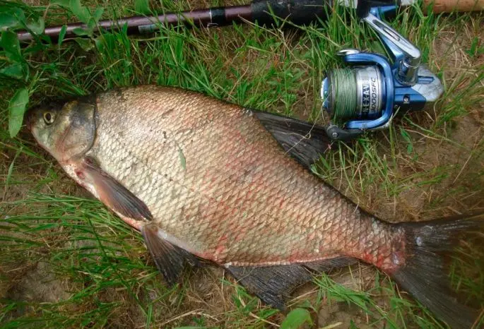 Catching a large bream on a bait: where to catch, the principle of fishing