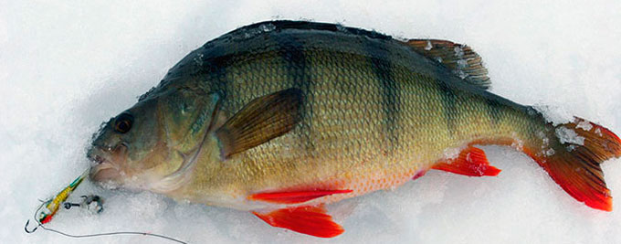 Catching a large perch in winter on a balancer, lure and mormyshka