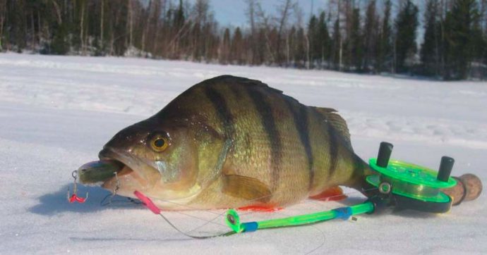 Catching a large perch in winter on a balancer, lure and mormyshka