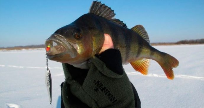 Catching a large perch in winter on a balancer, lure and mormyshka