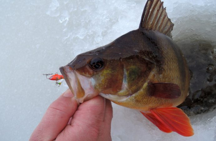 Catching a large perch in winter on a balancer, lure and mormyshka