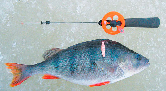 Catching a large perch in winter on a balancer, lure and mormyshka