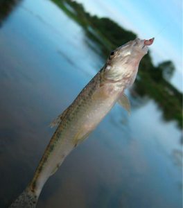 Catching a minnow with a float rod, how to catch a minnow