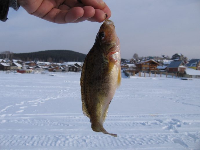 Catching a ruff in the winter on a mormyshka, playing with a mormyshka, tackle