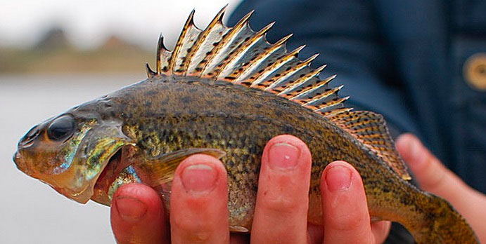 Catching a ruff on a float rod, an overview of snattas and baits