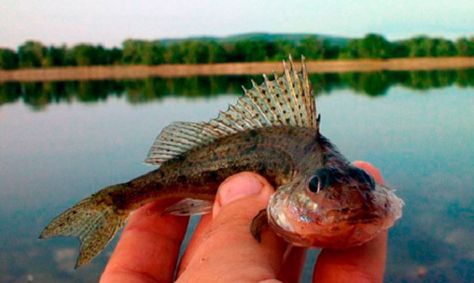 Catching a ruff on a float rod, an overview of snattas and baits