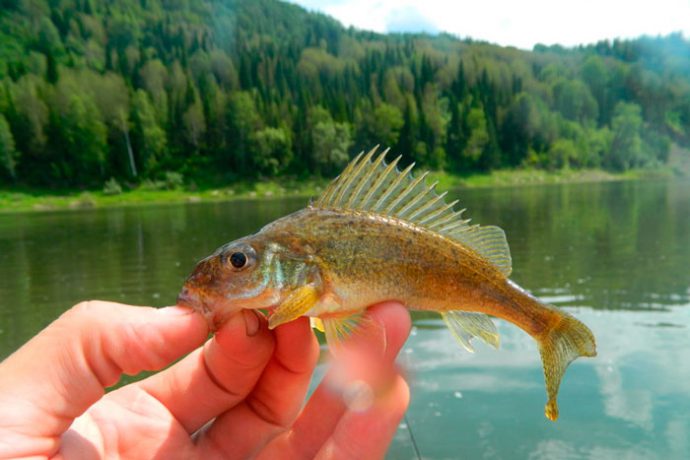 Catching a ruff on a float rod, an overview of snattas and baits