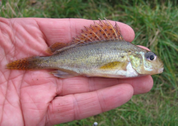 Catching a ruff on a float rod, an overview of snattas and baits