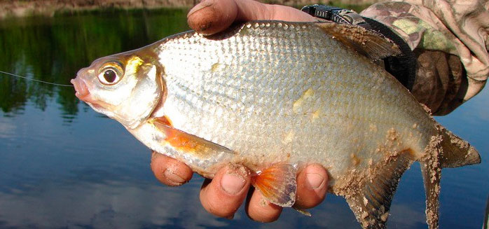 صید ماهی سیم نقره ای در بهار، تابستان و پاییز، نحوه ماهیگیری با میله شناور