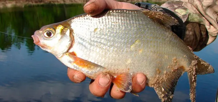 Catching a silver bream in spring, summer and autumn, how to fish with a float rod