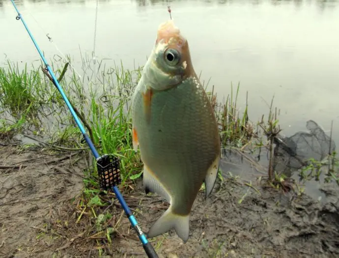 Catching a silver bream in spring, summer and autumn, how to fish with a float rod
