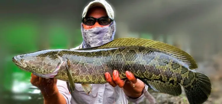 Catching a snakehead on a frog in Kazakhstan and in the Primorsky Territory, tackle