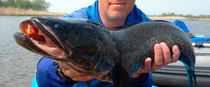 Catching a snakehead on a frog in Kazakhstan and in the Primorsky Territory, tackle