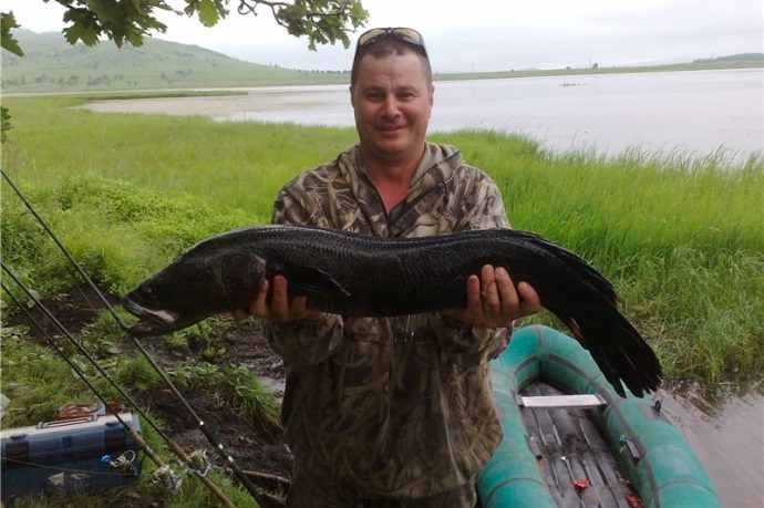 Catching a snakehead on a frog in Kazakhstan and in the Primorsky Territory, tackle