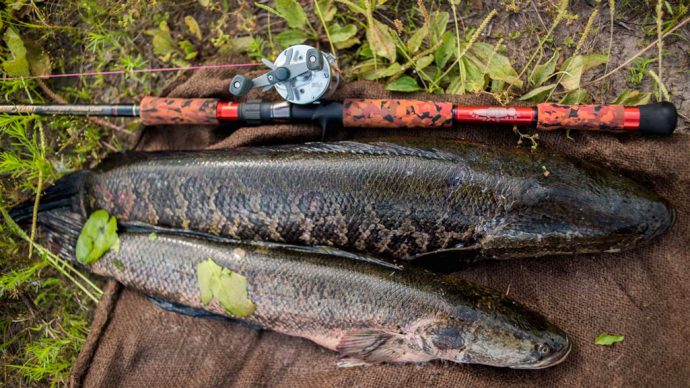 Catching a snakehead on a frog in Kazakhstan and in the Primorsky Territory, tackle