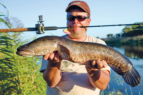 Catching a snakehead on a frog in Kazakhstan and in the Primorsky Territory, tackle