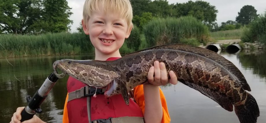 Catching a snakehead: tackle for catching a snakehead on live bait in the Primorsky Territory