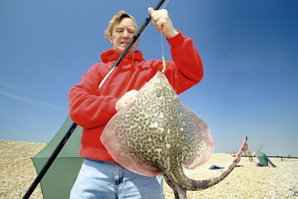Catching a Stingray: lures and methods of fishing on bottom gear