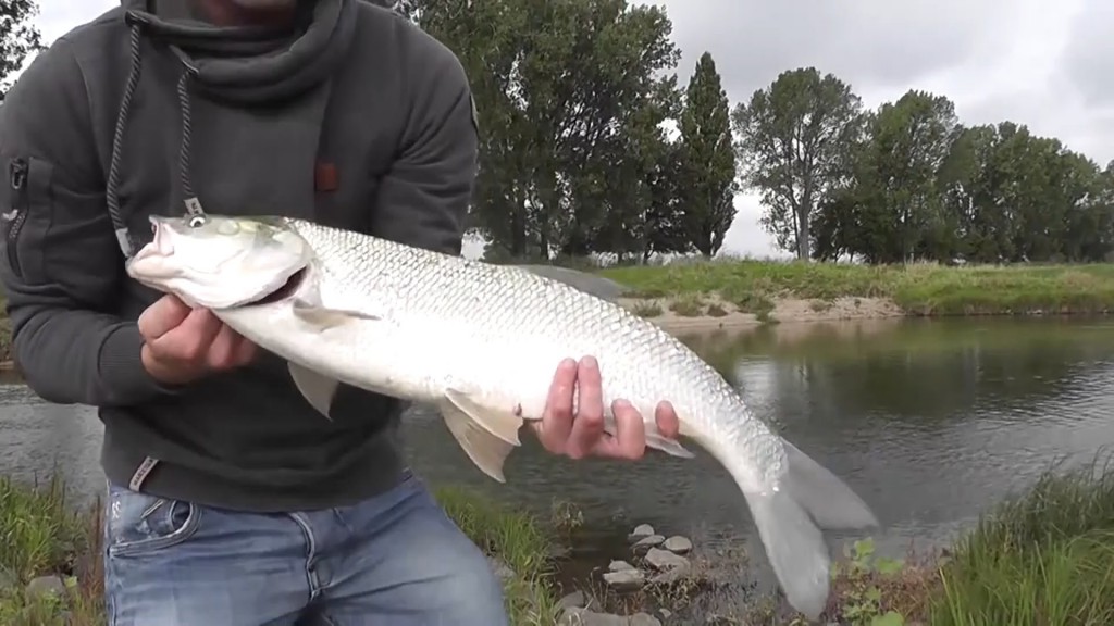 Catching asp on spinning - lures and fishing techniques