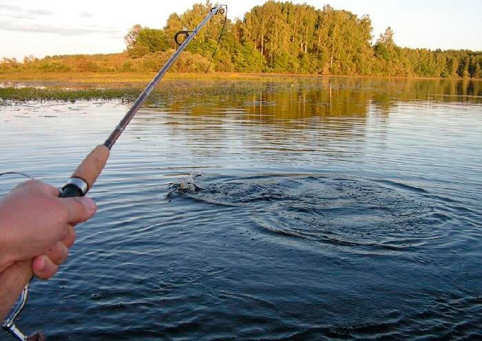 Catching asp on spinning - lures and fishing techniques