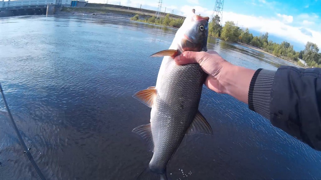 Catching asp on spinning - lures and fishing techniques