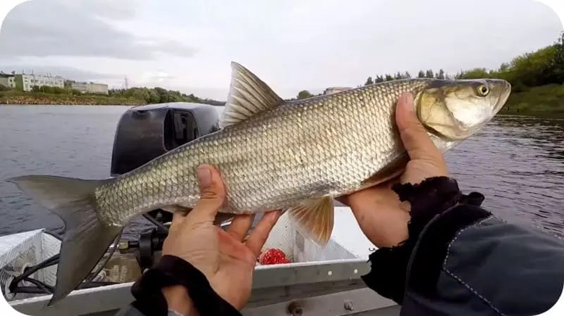 Catching asp on spinning: equipment, lures and tackle
