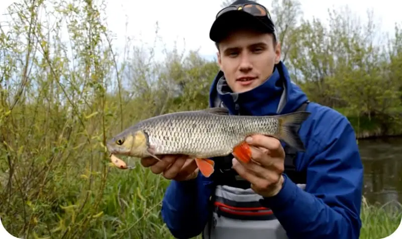 Catching asp on spinning: equipment, lures and tackle