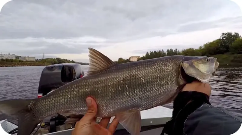 Catching asp on spinning: equipment, lures and tackle