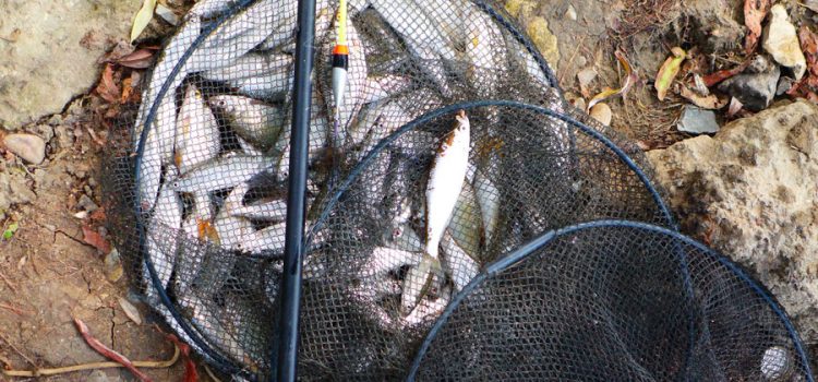 フロートロッドで春の荒涼とした釣り：リグの準備と魚の行動