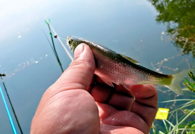 Catching bleak in the spring with a float rod: rig preparation and fish behavior