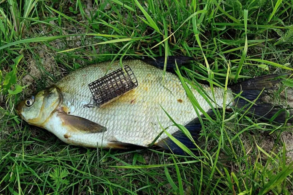 Catching bream on the feeder