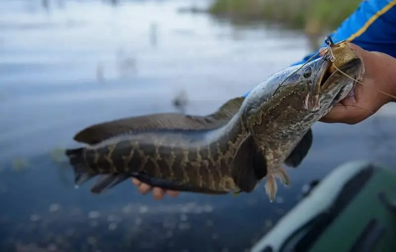 Catching burbot in autumn