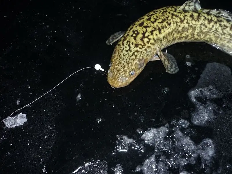 Catching burbot in autumn