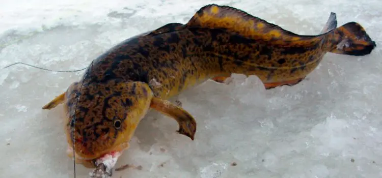 Catching burbot in December: on baubles and baits, fishing tactics