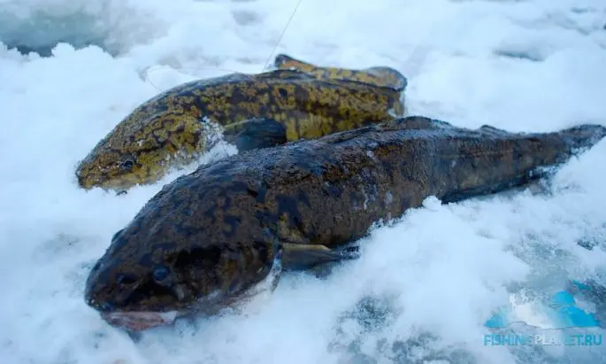 Catching burbot in December: on baubles and baits, fishing tactics