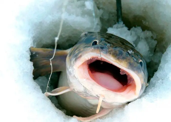 Catching burbot in December: on baubles and baits, fishing tactics