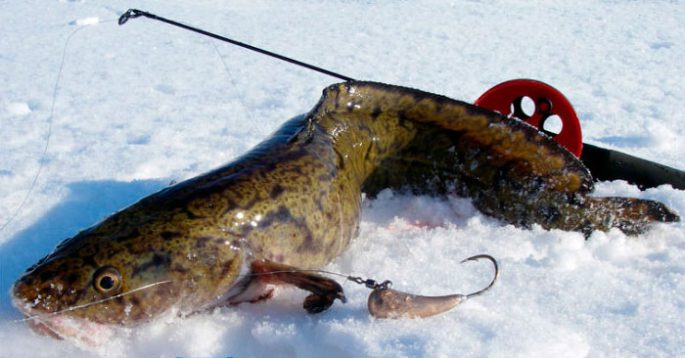 Catching burbot in December: on baubles and baits, fishing tactics