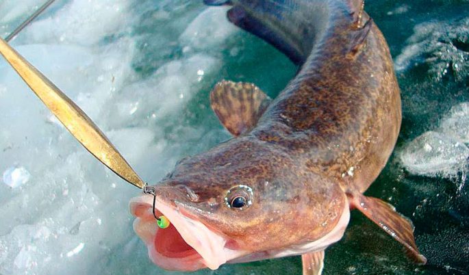 Catching burbot in December: on baubles and baits, fishing tactics