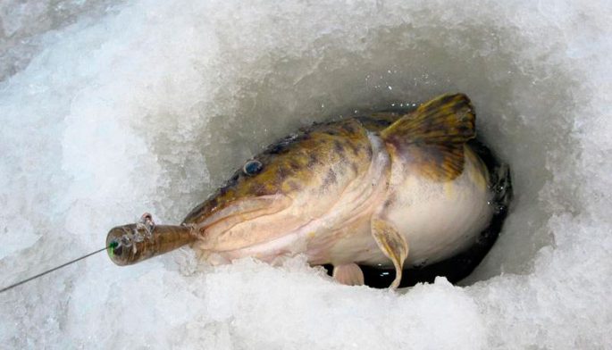 Catching burbot in December: on baubles and baits, fishing tactics