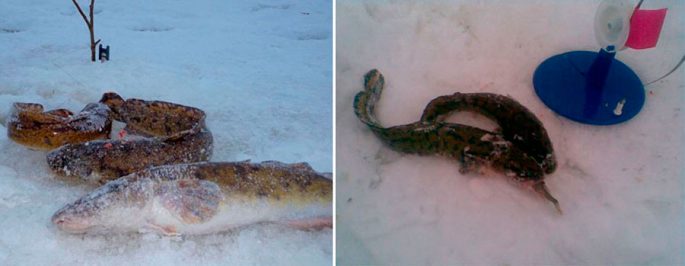 Catching burbot in December: on baubles and baits, fishing tactics