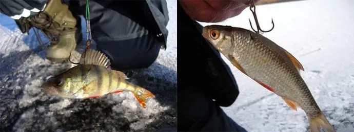 Catching burbot in December: on baubles and baits, fishing tactics