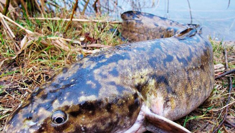 Catching burbot in the fall on a zakidka or donk: bait, equipment