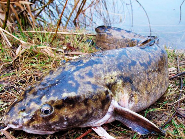 Catching burbot in the fall on a zakidka or donk: bait, equipment