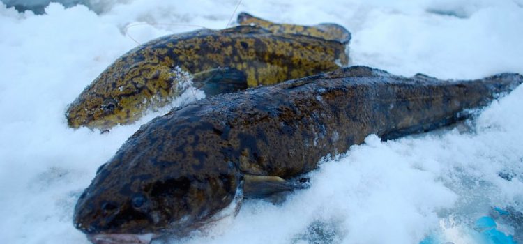 Catching burbot in winter: on vents, donks, spinners, an overview of baits