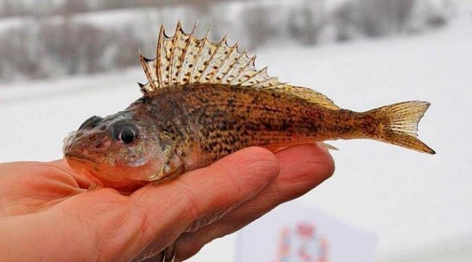 Catching burbot in winter: on vents, donks, spinners, an overview of baits