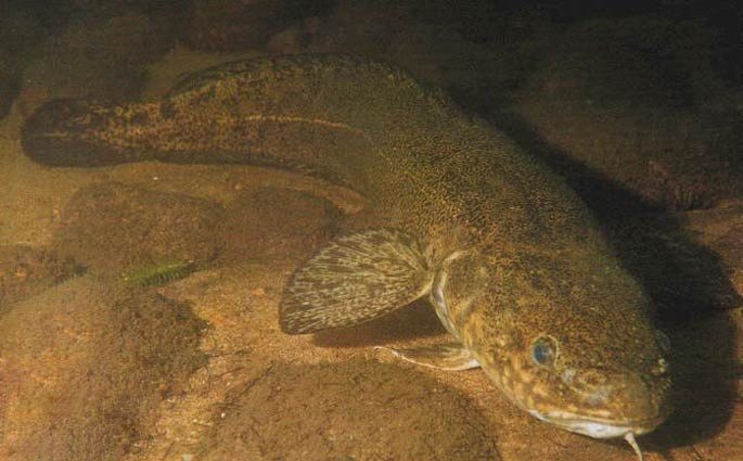 Catching burbot in winter: on vents, donks, spinners, an overview of baits