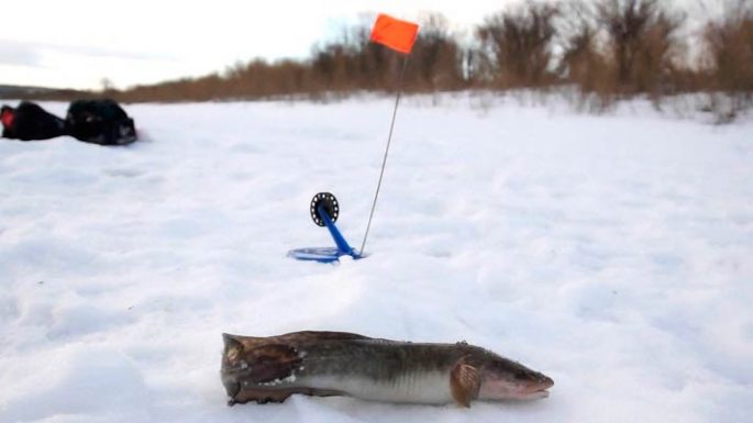 Catching burbot in winter: on vents, donks, spinners, an overview of baits