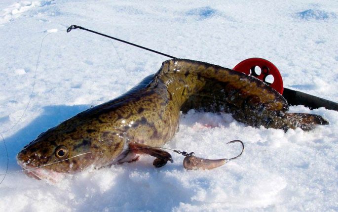 Catching burbot in winter: on vents, donks, spinners, an overview of baits