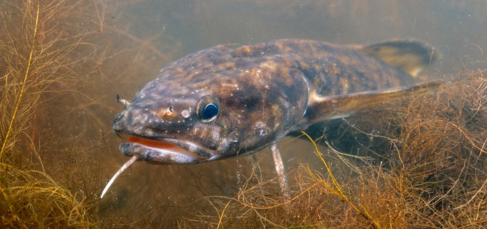 Catching burbot on a donk or a line in the fall &#8211; video